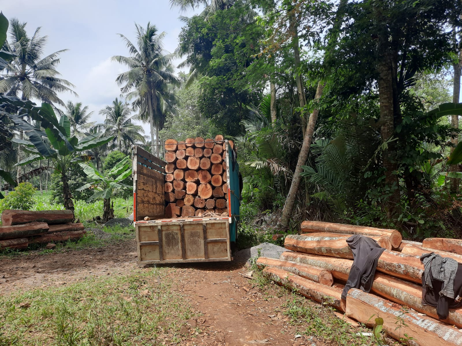 Lakukan Penebangan Hutan di Lampung Timur 'Kepergok' Polisi